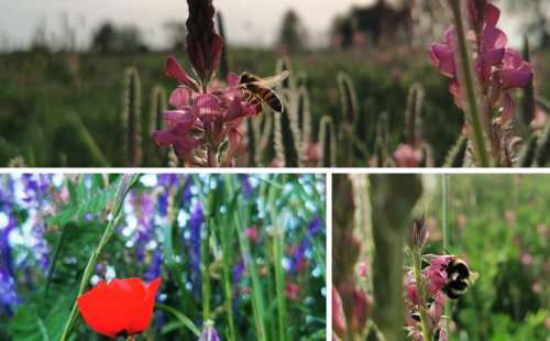 Fonds de sauvegarde des Abeilles FSAB favorise la biodiversité florale pour contribuer à la sauvegarde des abeilles