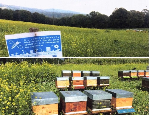 Soutiens abeilles avec des aides du F.S.A.b